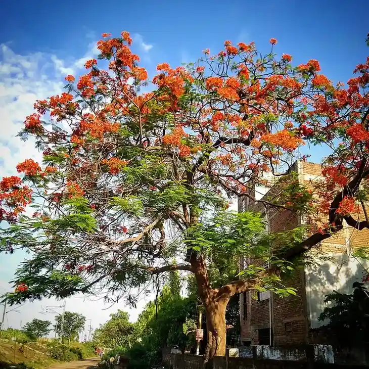 Royal Poinciana