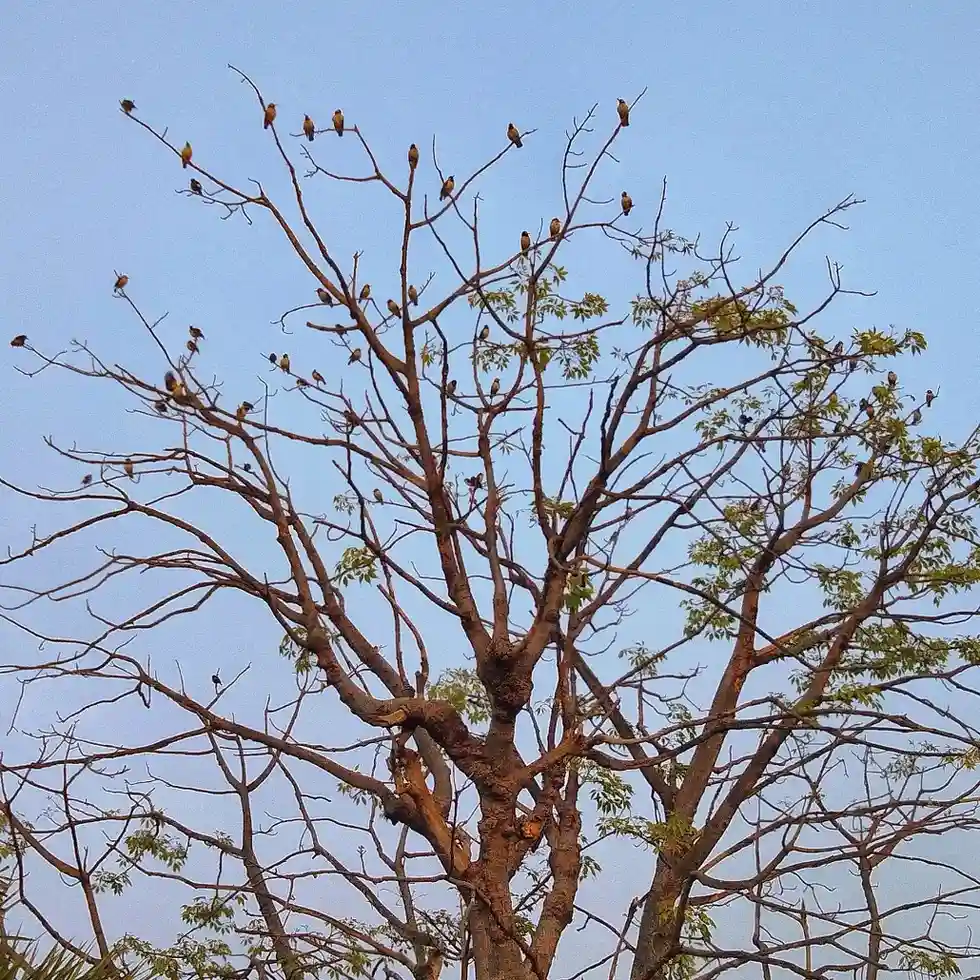 Birds on Tree